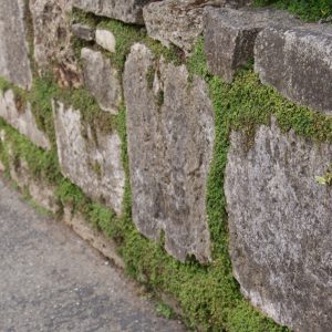 Stone Wall with Moss