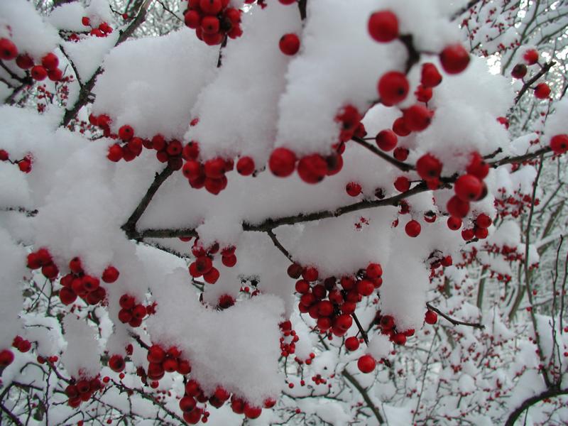 winterberry_brookside