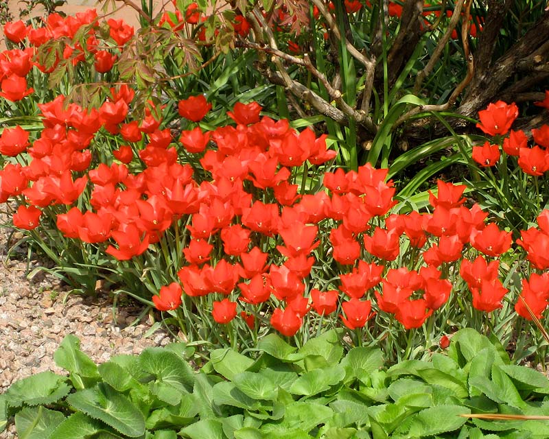 Tulipa-Liniifolia-Ws