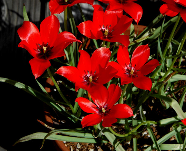 Tulipa_linifolia_2008_msi2