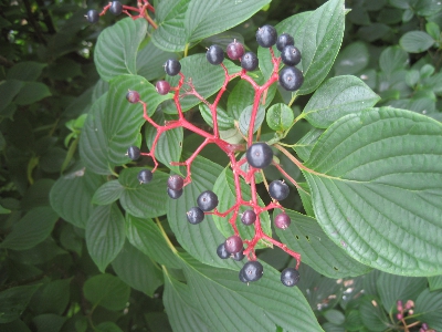 Cornus alternifolia drupe