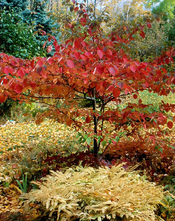 Cornus alternifolia fall