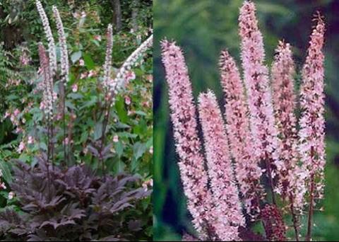 Actaea simplex ‘Pink Spire’ February 2016 Plant of the Month