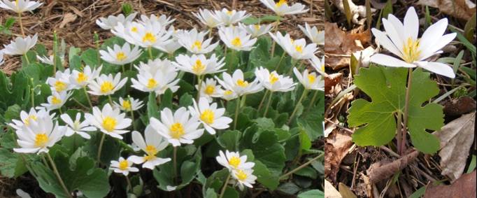 Sanguiaria canadensis March 2016 Plant of the Month