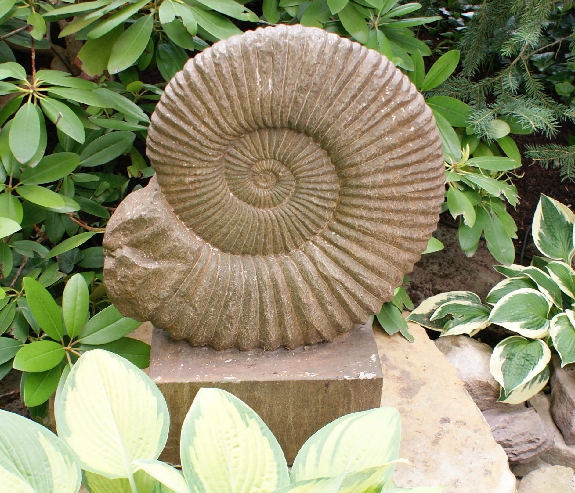 Stone Fossil