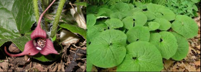 Asarum canadense March 2017 Know What You Grow